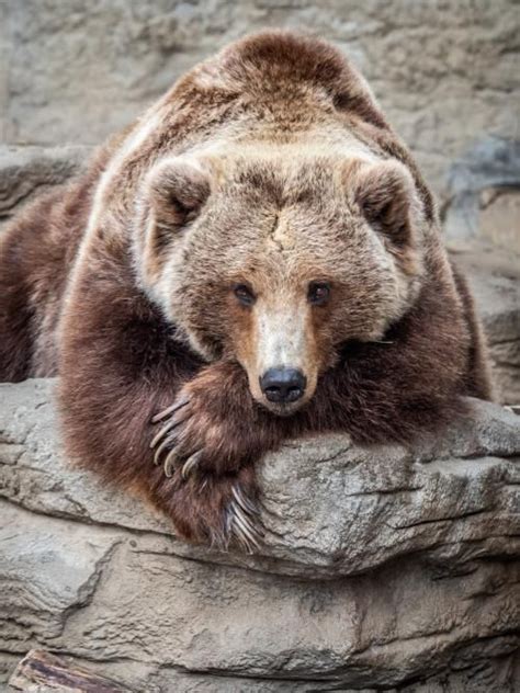 Denver Zoo Visit Denver Hand Photography Bear Wallpaper Zoo Animals