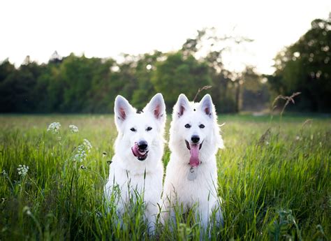 5 Benefits Of Raising Pets With Children