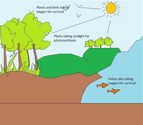 Biotic And Abiotic Cycle