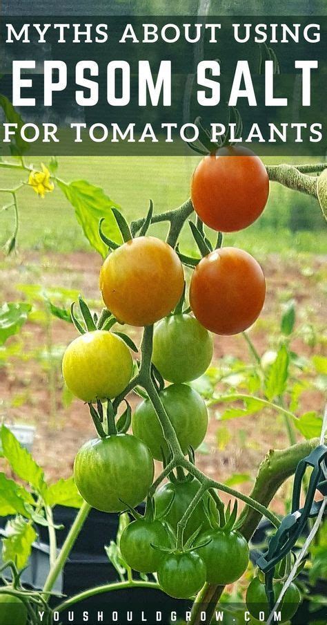 Epsom Salts On Tomato Plants Plants Bc