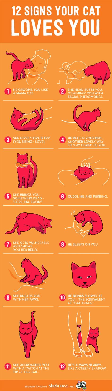 how to know your cat loves you even if he claws the crap out of your hands kitten care cat