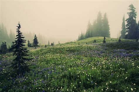 Hd Wallpaper Flower Field During Foggy Weather Mountain Meadow Mt