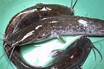 Ikan Lele Sangkuriang: Asal-Usul, Kelebihan, Kekurangan - Agrozine