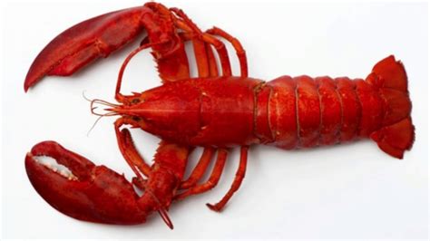Lobster Facts Interesting Facts About Lobster Facts About Lobster Youtube