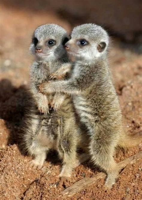 17 Best Images About Meerkats On Pinterest Namib Desert Funny