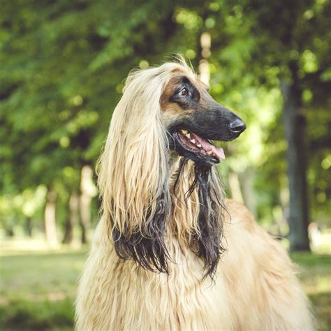 Afghan Hound Dog Breed History And Some Interesting Facts