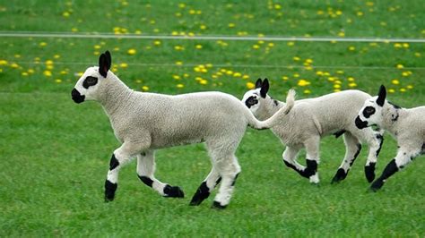 These Valais Blacknose Sheep Are Probably The Cutest Sheep Youve Ever