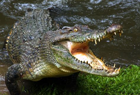 465917 Reflection Water Animals Reptiles Crocodile Rare Gallery