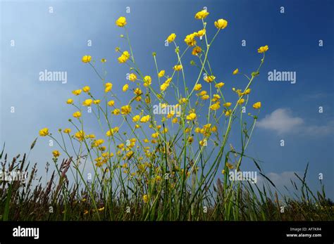 Field Of Wild Buttercup Flowers Stock Photo Alamy
