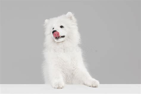 Grey Samoyed Stock Image Image Of Look Adorable Grooming 7295693