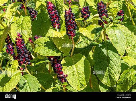 Pokeweed Phytolacca Americana Also Known As American Pokeweed