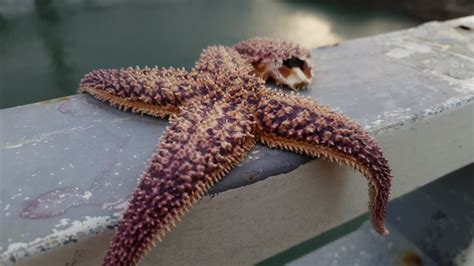 Biggest Starfish Ever Recorded American Oceans