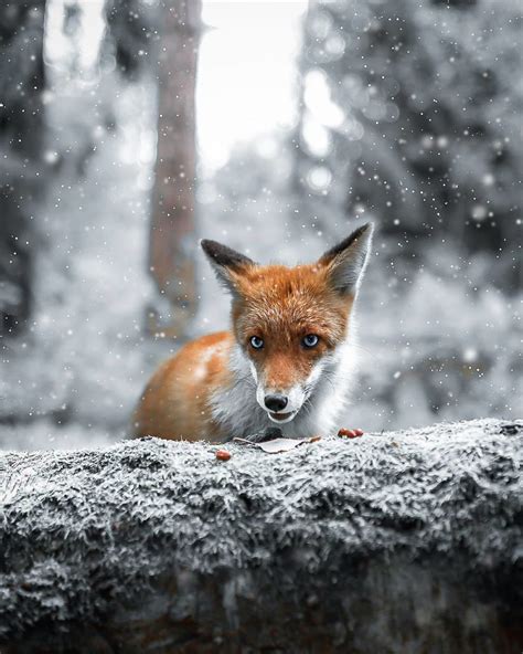 Magical Photos Of Finnish Forest Animals By Joachim Munter Kaltblut