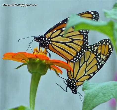 Monarch Butterflies Love The Sweet Taste Of Mexican Sunflowers