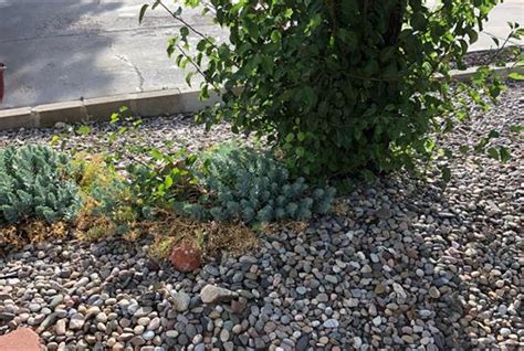 Landscaping Happy Tree Albuquerque Nm