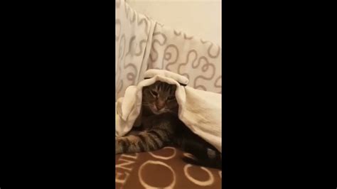 Arab Cat Meme Youtube