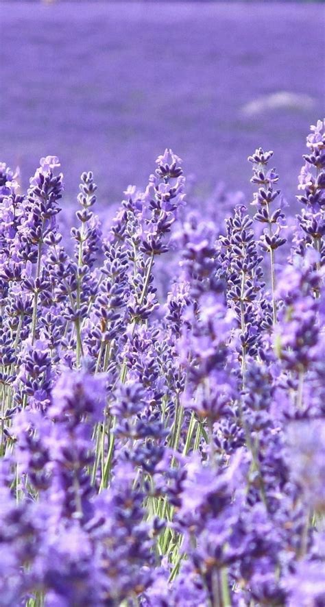 Aesthetic Lavenders Wallpapers Wallpaper Cave