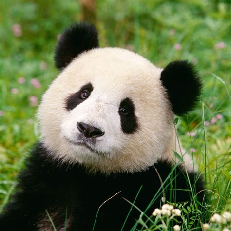 🐼🐼🐼🐼🐼🐼 Funny Panda Pictures Panda Bear Baby Panda Bears