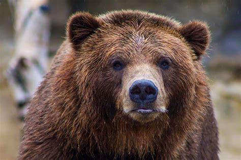 30 Wild Animals In Russia Wildlife In Russia