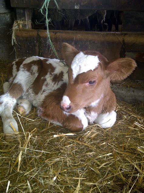 Baby Cow Is Sooooooooooooo Cute