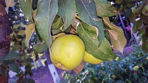 Yellow Apple Fruits In The Tree Apple Tree Branch Stock Photo Image