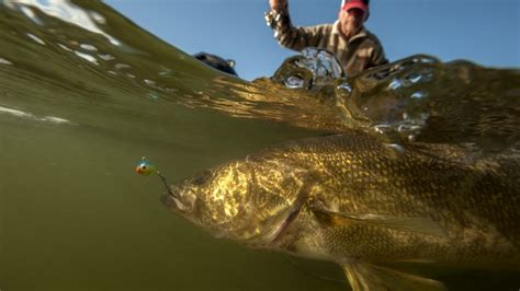 Best Walleye Lures Baits And Tactics Meateater Fishing