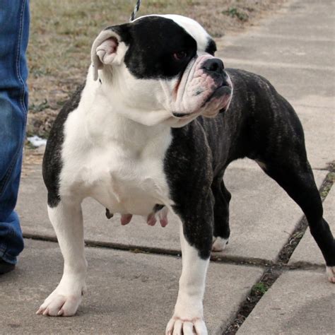 Olde English Bulldogge Breeder Evolution Bulldogges