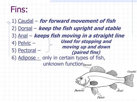 Ppt All About The Little Fish Powerpoint Presentation Free Download