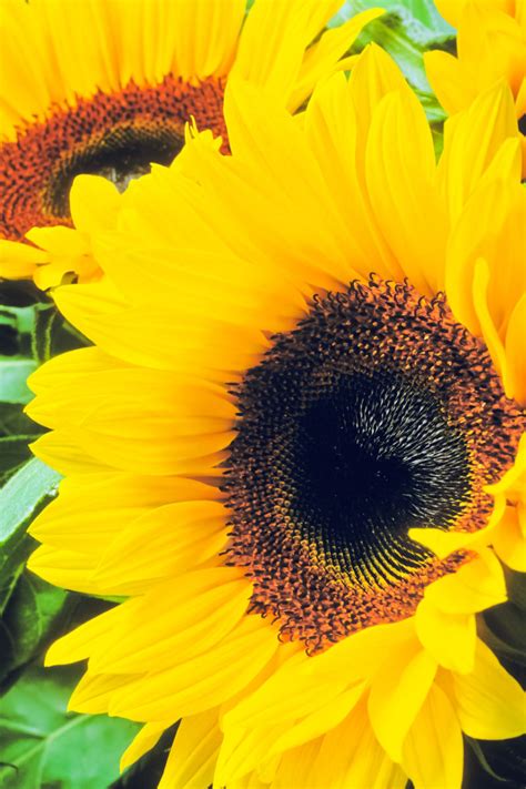 If you've got these flowers growing. Best Flowers for Bees & Butterflies - Sunset Magazine