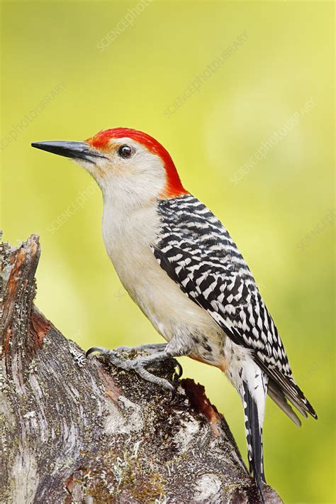 Red Bellied Woodpecker Stock Image C0022350 Science Photo Library