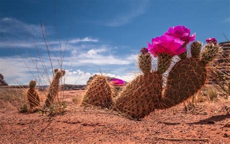 Cactus Flower Bokeh Desert Plant Nature Landscape Wallpapers Hd