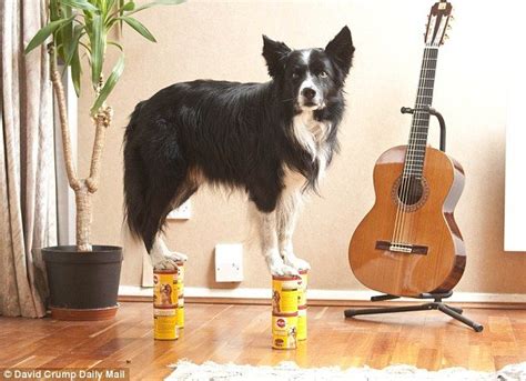 The Incredible Balancing Dog Brac The Border Collie Can Balance Bacon