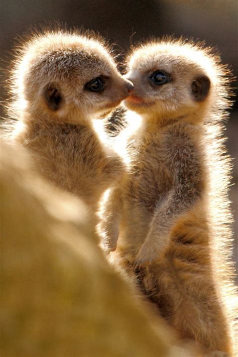Meerkat Babies Animals Babyanimals Wildanim Animais