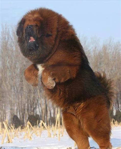 20 Of The Worlds Largest Dog Breeds Fluffy Dogs Huge Dogs Giant Dogs