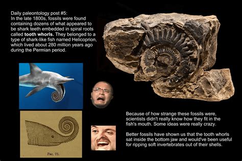 Daily Paleontology Post 5 The Buzz Saw Shark Helicoprion Rforsen