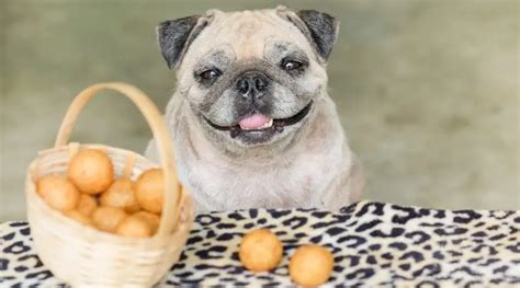 Can Dogs Eat Potatoes Are Potatoes Safe For Dogs To Eat Regularly