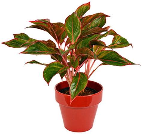 Red Aglaonema Plant Chinese Evergreen Red Variegated Leaves Perfect