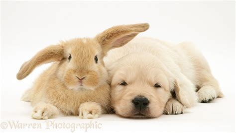 Choose from 400+ cartoon bunny graphic resources and download in the form of png, eps, ai or psd. Pets: Baby sandy Lop rabbit with Golden Retriever pup ...