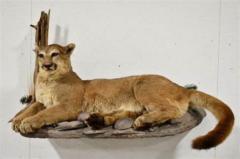 Lot - Full Body Mountain Lion Taxidermy Wall Mount