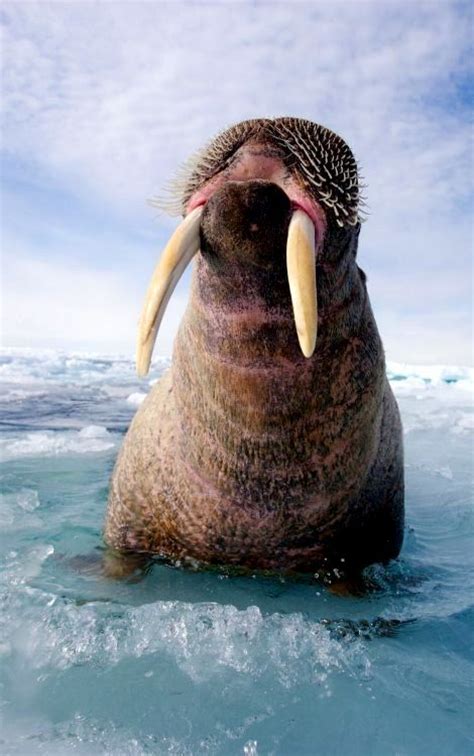 128 Best Images About Animals Walrus On Pinterest