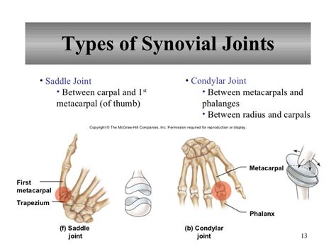 Chapter 8 Joints Of The Skeletal System