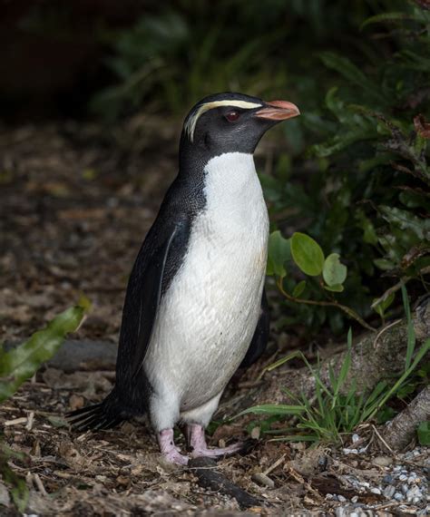 Fiordland Crested Penguin New Zealand Birds Online
