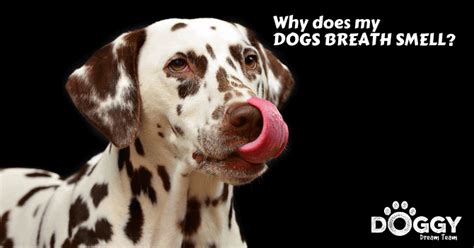 Bad Breath In Dogs Why Does My Dogs Breath Smell
