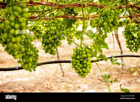 Grapes On The Vine In A Natural Northern Cape South African Vineyard