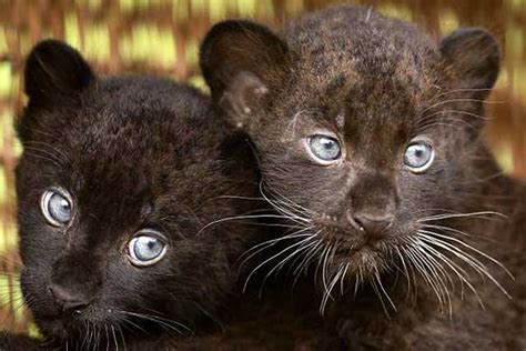 Your Morning Adorable Black Panther Cubs Mug For The Camera At Berlin
