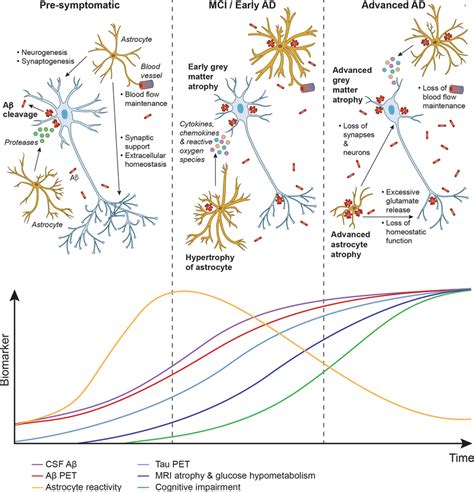 Schematic Of The Relationship Between A Astrocytes And Neurons Across