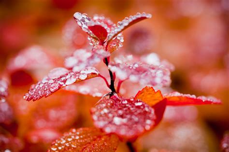 Free Photo Red Autumn Foliage And Droplets Autumn Drop Droplets