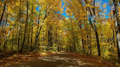Canada Ontario Road Tree During Fall Hd Nature Wallpapers