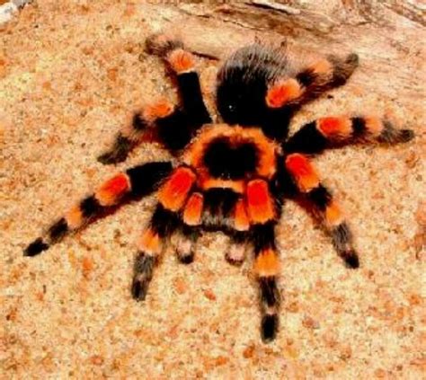When most people heard the word spider, they freak out! 13 best Tarantulas images on Pinterest | Spiders, Bugs and ...