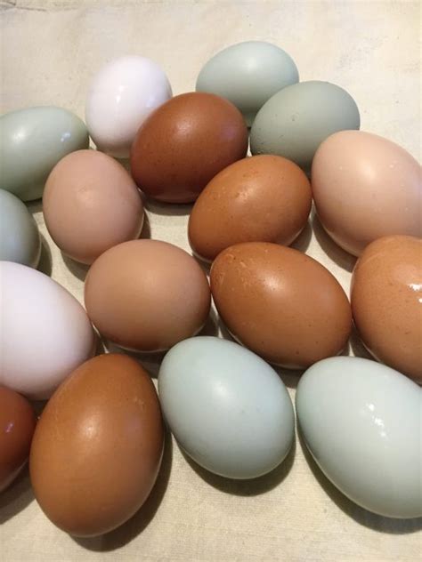 Farm Fresh Chicken Eggs 1 Dozen Rr Wilderness Ranch